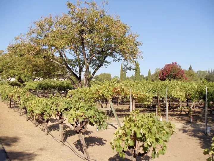 Illustrative photo of wine being tasted, not of Nicholson Ranch