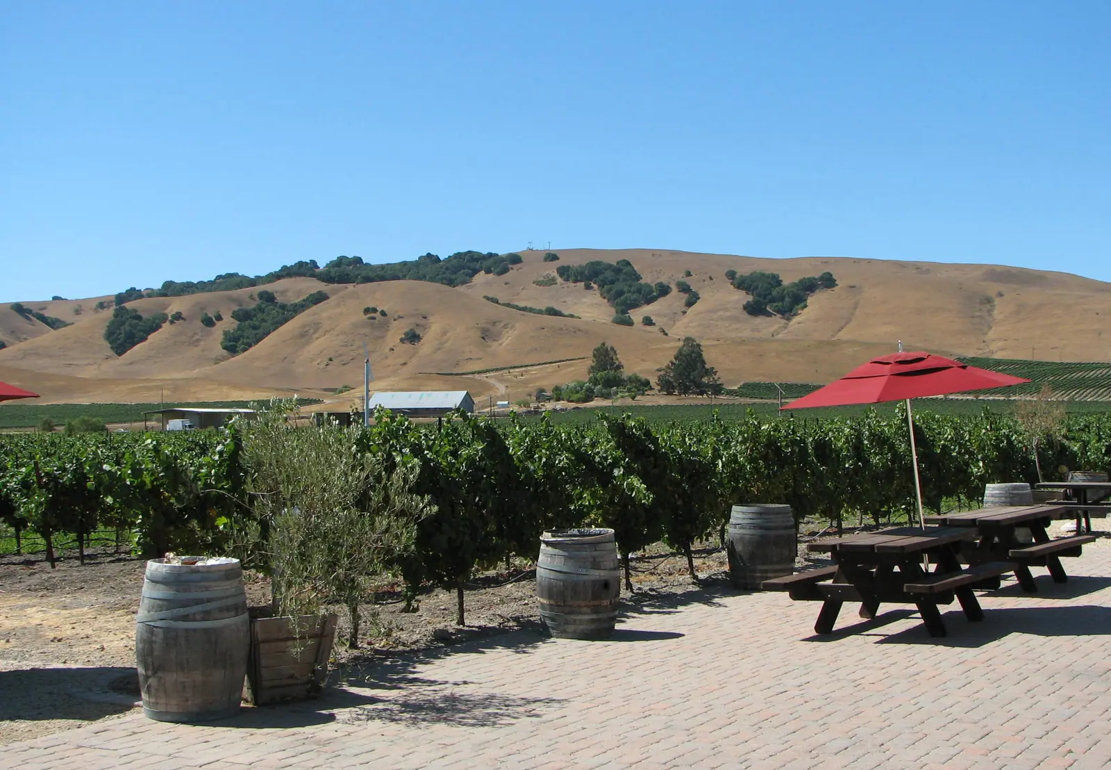 Illustrative photo of a Sonoma County vineyard, not of VJB Cellars