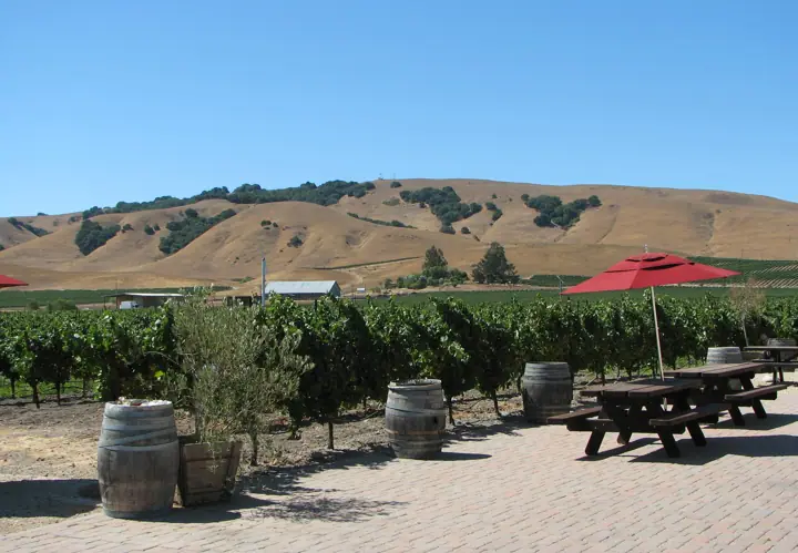 Illustrative photo of a Sonoma County vineyard, not of Sonoma Valley Tours