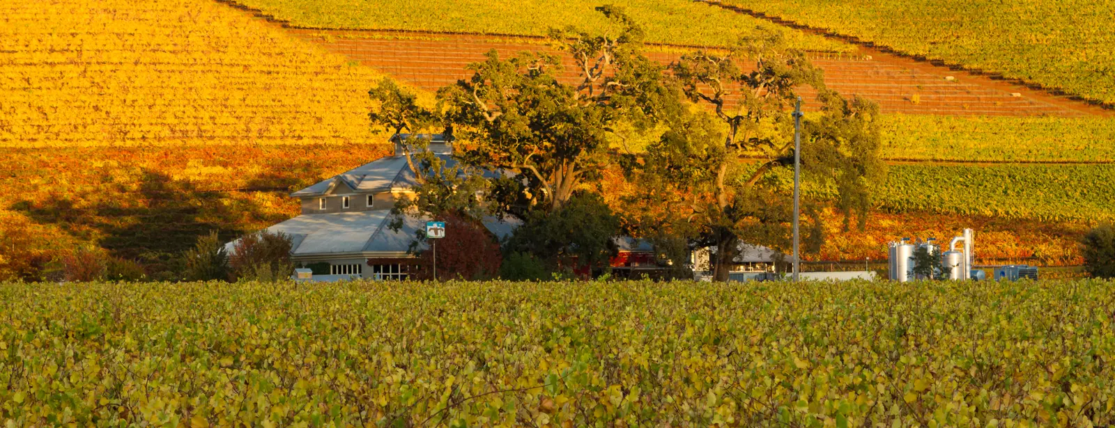 Illustrative photo of a Sonoma County vineyard, not of Beau Wine Tours