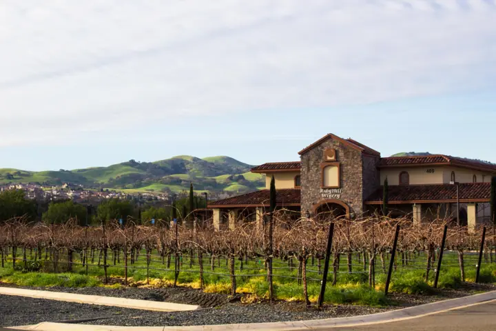 Illustrative photo of a Sonoma County vineyard, not of Anaba Winery