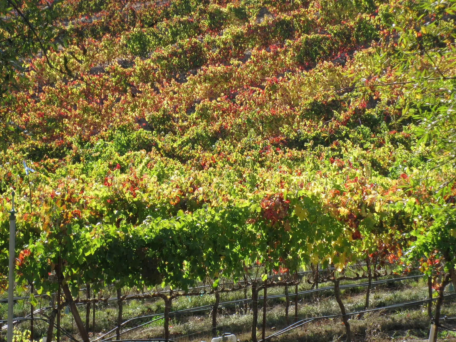 Illustrative photo of a Sonoma County vineyard, not of Larson Family Winery