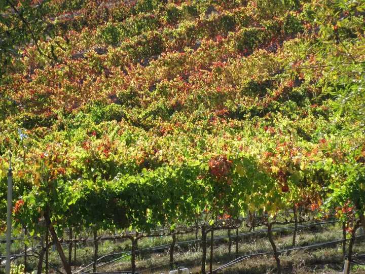 Illustrative photo of a Sonoma County vineyard, not of Larson Family Winery