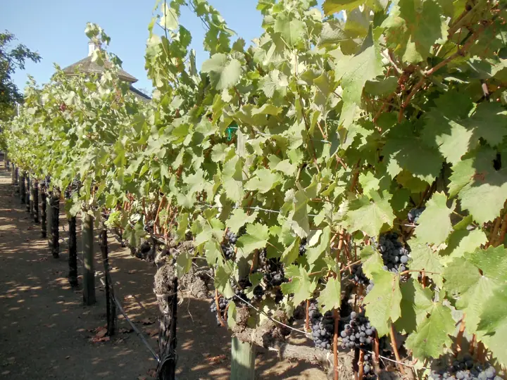 Illustrative photo of wine being tasted, not of Ram's Gate