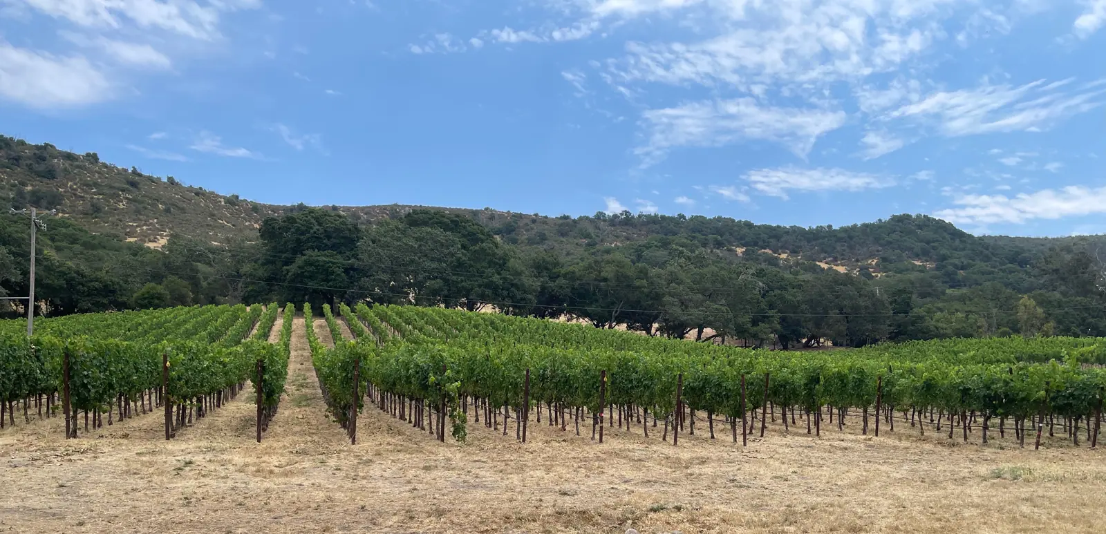 Illustrative photo of a Sonoma County vineyard, not of Lasseter Family Winery