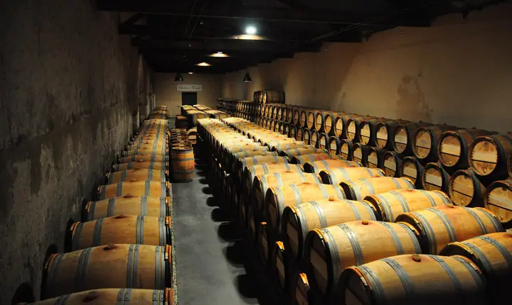 Illustrative photo of a Sonoma County vineyard, not of Capo Isetta Wines