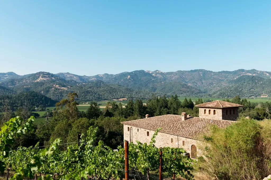 Illustrative photo of a Sonoma County vineyard, not of Sonoma Ballooning