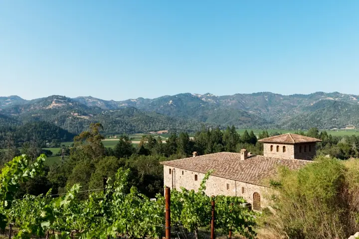 Illustrative photo of a Sonoma County vineyard, not of Sonoma Ballooning