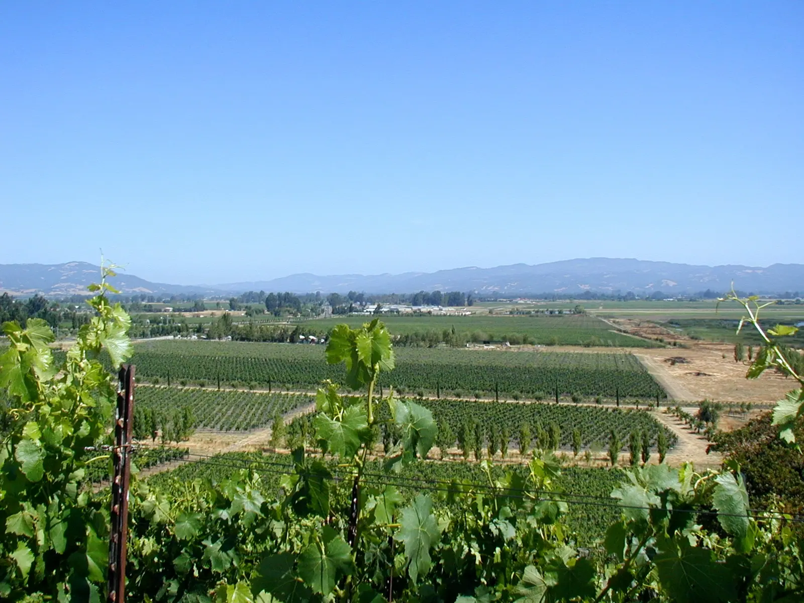 Illustrative photo of a Sonoma County vineyard, not of Nicholson Ranch