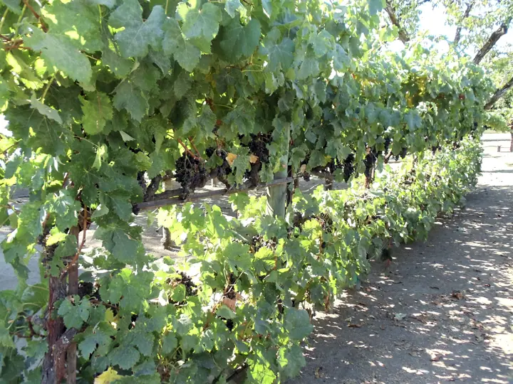 Illustrative photo of wine being tasted, not of Walt Wines