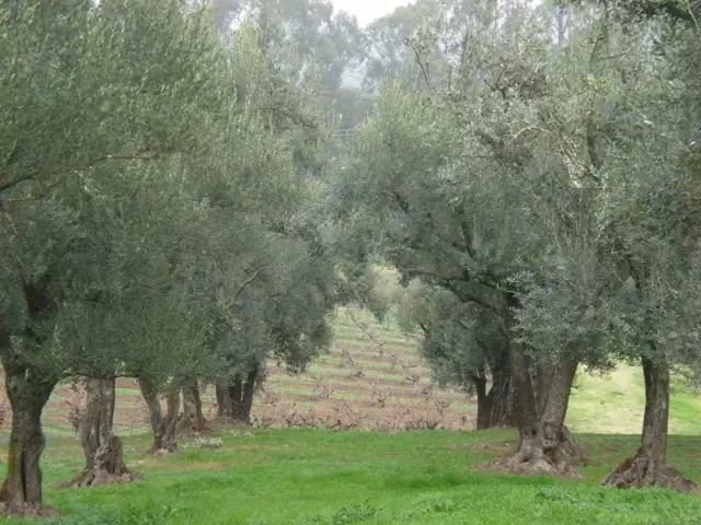 BR Cohn Winery, Glen Ellen