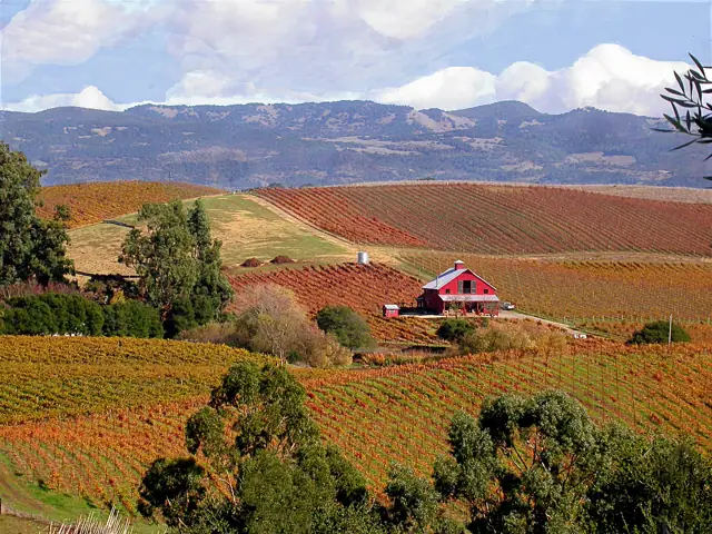 Carneros wineries on the Sonoma side