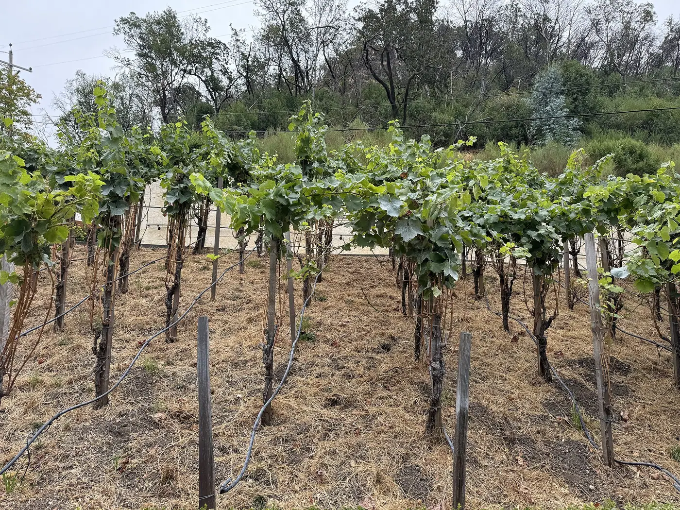 Buena Vista Winery, Sonoma