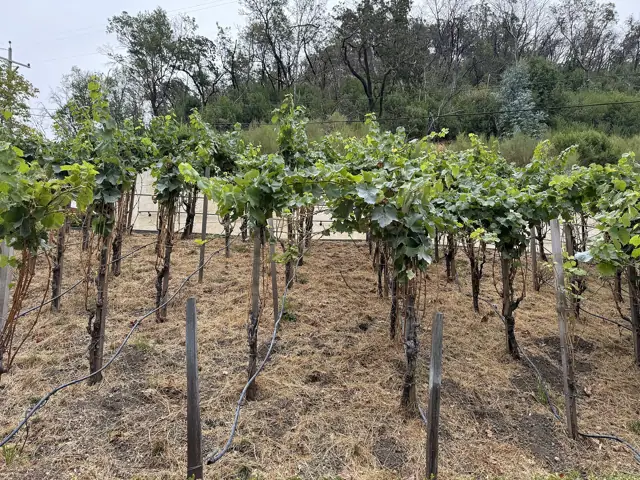 Buena Vista Winery, Sonoma