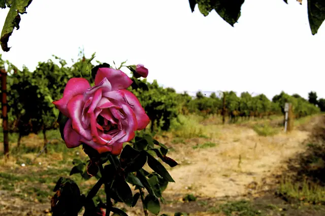 Cline Cellars, Schellville