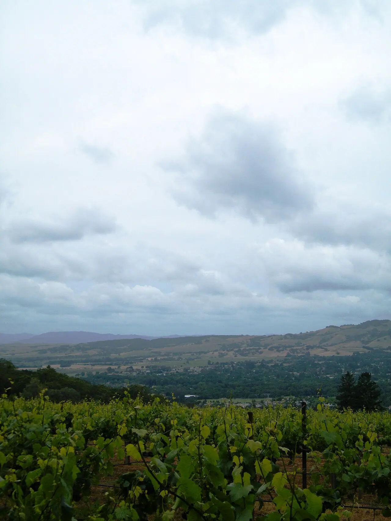 El Verano, Sonoma Valley